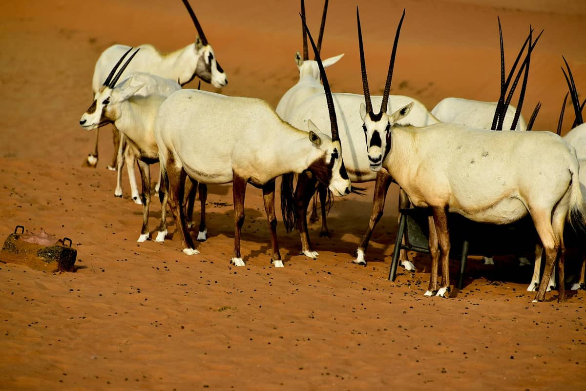 Dubai Desert Conservation Reserve